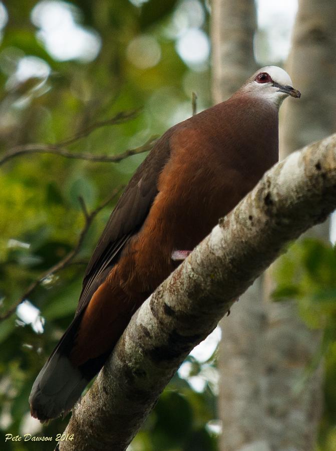 St Lucia Kingfisher Lodge Zewnętrze zdjęcie