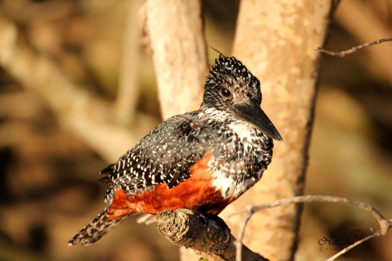 St Lucia Kingfisher Lodge Zewnętrze zdjęcie