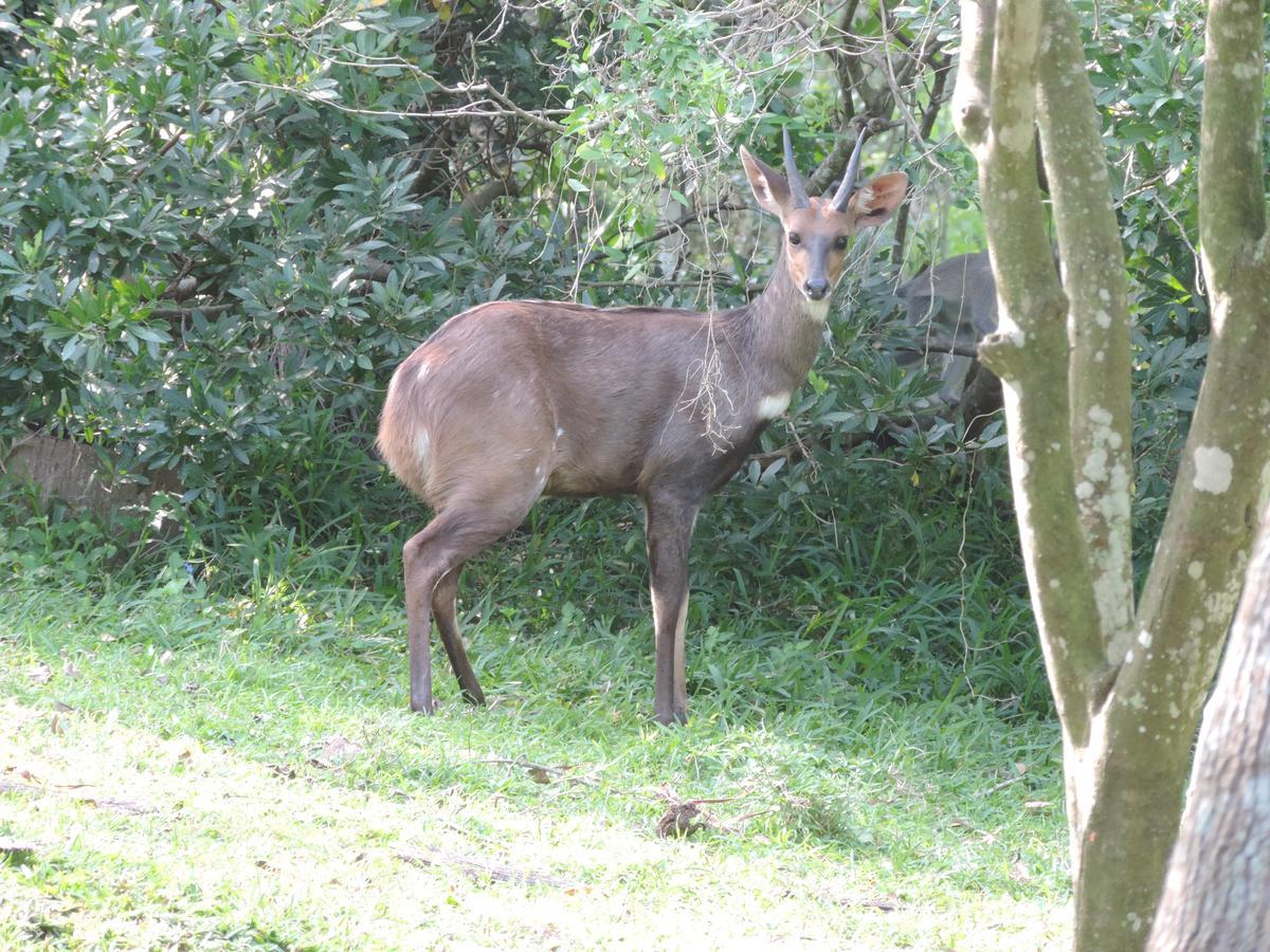 St Lucia Kingfisher Lodge Zewnętrze zdjęcie